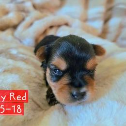 River - Black and gold male Yorkshire Terrier puppy in Nitro, West Virginia from Kathryn's Yorkies