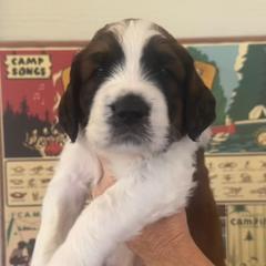 Mr Collins - Brown and white Saint Berdoodle puppy in Placerville, California from Country Manor Saint Berdoodles