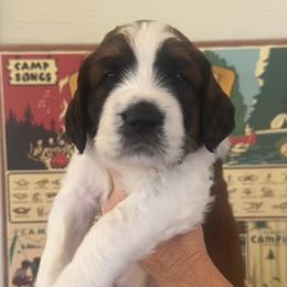 Mr Collins - Brown and white Saint Berdoodle puppy in Placerville, California from Country Manor Saint Berdoodles