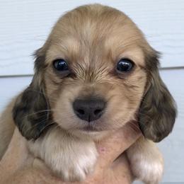 AKC Boy 3 - Black and tan male Dachshund puppy in Bolivar Peninsula, Texas from A and G Dachsunds