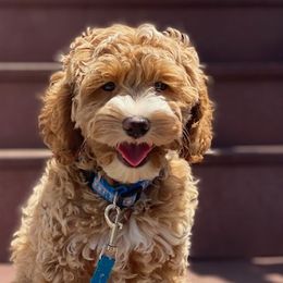 Hudson - Australian Labradoodle