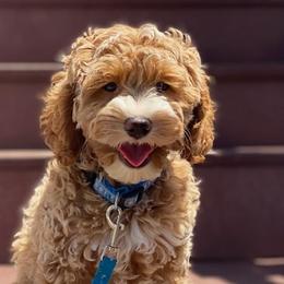 Hudson - Australian Labradoodle