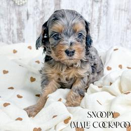Snoopy - Merle male Cockapoo puppy in Otisville, Michigan from Danie’s Darling Doodles LLC