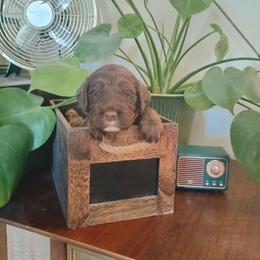 Charlie Brown - Chocolate male Australian Labradoodle puppy in Atascadero, California from Classic Poodles and Doodles