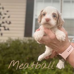 Meatball - Red roan male Cockapoo puppy in Mocksville, North Carolina from Little Bear Doodles