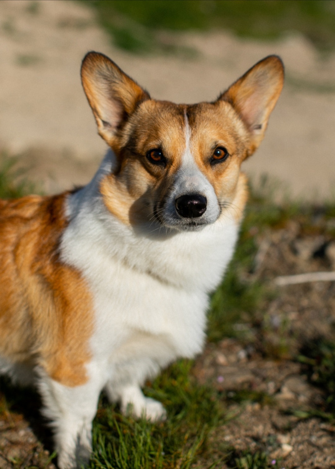 Tex - Pembroke Welsh Corgi