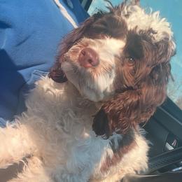 Ruby Lou - Cockapoo