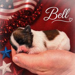Bell - White and sable female Papillon puppy in Coatesville, Indiana from Wendy’s Wings