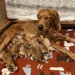 Rumba - Golden male Golden Retriever puppy in Salem, Oregon from Baker’s Goldens