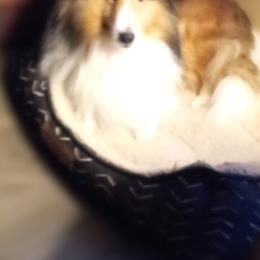 Shetland Sheepdog All Grown Up from mvshelties