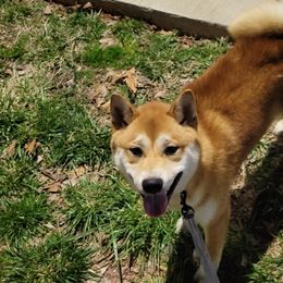 Shiba Inu from Sunflower Shiba Breeding Program