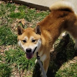 Shiba Inu from Sunflower Shiba Breeding Program