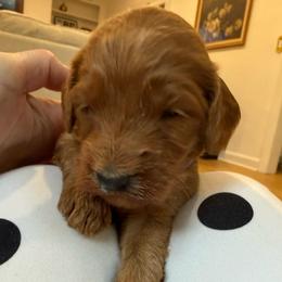Purple collar - Red  female Goldendoodle puppy in Ridgewood, New Jersey from Jessie’s Doodles