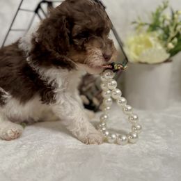 Aussiedoodle, Bernedoodle, Goldendoodle, and Poodle Puppies from Vallevistadoodles