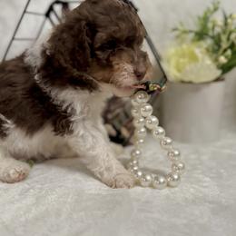 Aussiedoodle, Bernedoodle, Goldendoodle, and Poodle Puppies from Vallevistadoodles