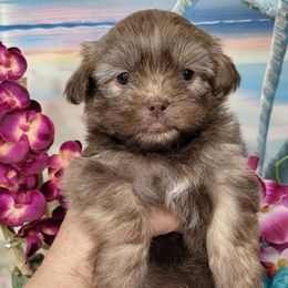 Twinkle girl  2 - Liver female Shih Tzu puppy in Buda, Texas from Vickie's Shih Tzus