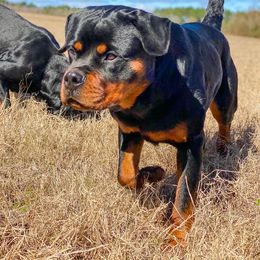 Rottweiler Puppies from Bronx Von Bridges Rottweilers