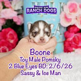 Boone on Breeder HOLD - Red and white male Pomsky puppy in Humeston, Iowa from M.A.R. Dogs
