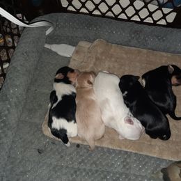 Morkie Puppies from The Morkie Mafia