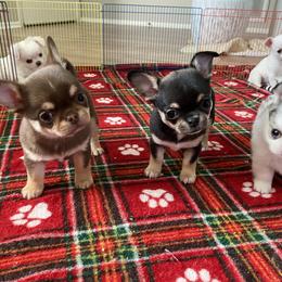 Chihuahua Puppies from Stardom Chihuahuas
