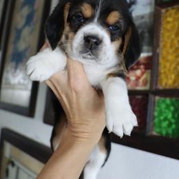 Petal - Black tan and white female Beagle puppy in Susanville, California from Homegrown Beagles