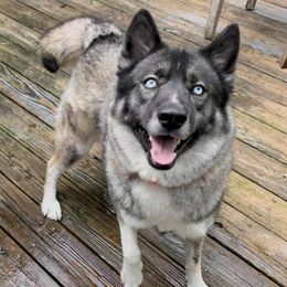 Siberian Huskies from The Husky Howls