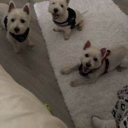 Stephy2tude  - West Highland White Terrier
