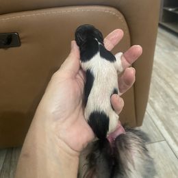 Reina - Black and white female Shih Tzu puppy in Melbourne, Florida from Sassy Shih Tzu Puppies