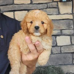 Flip - Red male Cavapoo puppy in Apple Creek, Ohio from Grandeur Valley Puppies