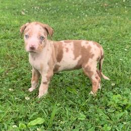 Red collar female - Red merle female Catahoula Leopard Dog puppy in Gadsden, Alabama from Rich Cat’s