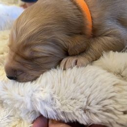 Golden Retriever Puppies from Tradershire Goldens