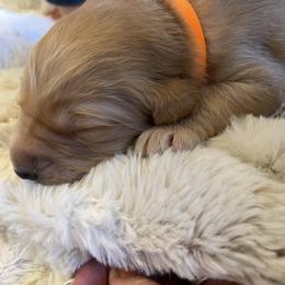 Golden Retriever Puppies from Tradershire Goldens