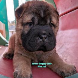 Dustin - Brown sable male Chinese Shar-Pei puppy in Minden, Louisiana from Zoey's Waggly Tails