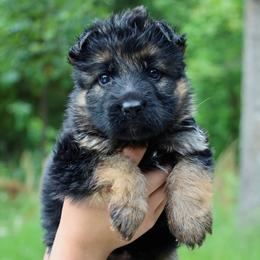 Jinx - Black and red female German Shepherd puppy in Canton, Texas from WILDWOOD GERMAN SHEPHERDS
