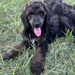 Spider - Brindle male Poodle puppy in Overbrook, Kansas from Hidden Springs Poodles LLC