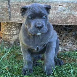 Santana - Cane Corso puppy from Reverence Cane Corso