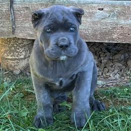 Santana - Cane Corso puppy from Reverence Cane Corso