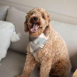 Penny - Goldendoodle