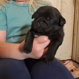 Girl 1 - Black female Pug puppy in Woodland, Washington from Moore's Little Pug's