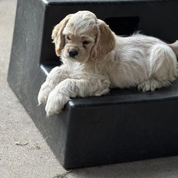 Cocker Spaniel Puppies from Camelot