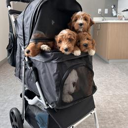 Goldendoodle Puppies from Blissful Doodles