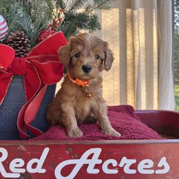 Orange - Red  male Goldendoodle puppy in Hesperia, Michigan from Red Acres Poodles & Doodles