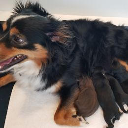 Toy Australian Shepherd Puppies from Shelly Johnson's Australian Shepherds