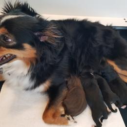 Toy Australian Shepherd Puppies from Shelly Johnson's Australian Shepherds