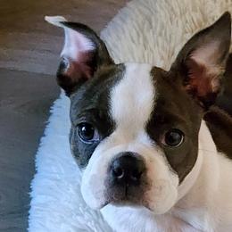 Boston Terriers from Grizzly Bear Bostons