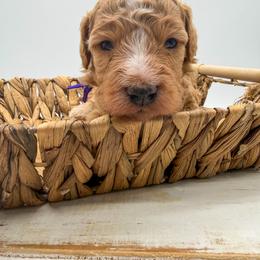 Hurricane - Red  female Goldendoodle puppy in Sunman, Indiana from Brunsman Country Doodles LLC