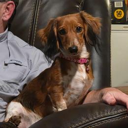 Schatzi - Dachshund