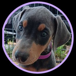 Betsy Ross - Blue and rust female Doberman Pinscher puppy in Valley View, Texas from Daystar Dobermans