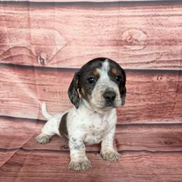 Peanut - Dapple male Dachshund puppy in Chariton, Iowa from Mia Lucky Home
