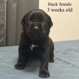 Green - Gray female Cane Corso puppy in Sullivan, Missouri from Midwest Cane Corso in Action
